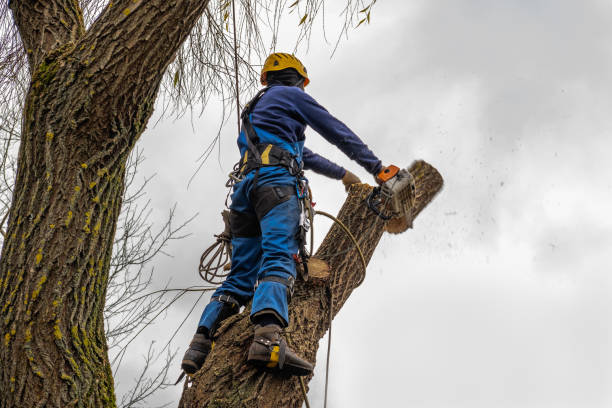 Best Tree Branch Trimming  in San Diego Country Estates, CA